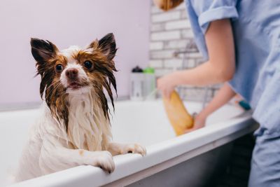 Pet Grooming and Pet Sitting Insurance in Tampa, FL by Ocala Insurance Agency