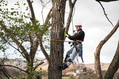 Tree Trimming Insurance in Tampa, FL by Ocala Insurance Agency